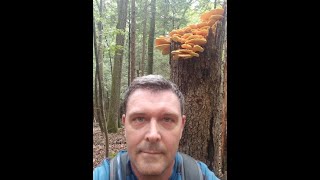 Hiking The Lillinonah Trail at Upper...