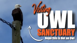 Owl Sanctuary: Raptors & Other Birds Of...