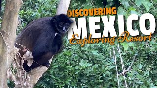 Spider Monkeys in Mexico | Discovering Mexico...
