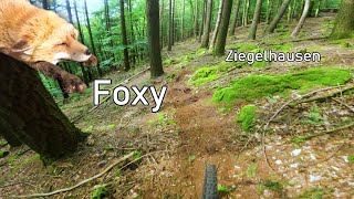 Let's Ride MTB - Ziegelhausen #Bonus // Foxy