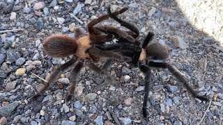Tarantula Love