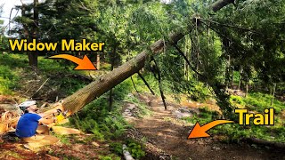 Clearing Trees After an Unexpected Windstorm |...