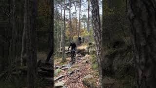 Blåbärshunden