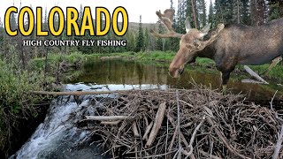 Colorado Summer 2023 Mountain Creek Fishing -...