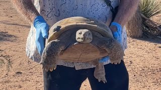 Some endangered species getting a boost in NM,...
