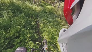June 1, 2018 dry & Overgrown blueberry trails