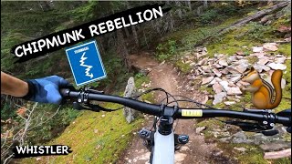 CHIPMUNK REBELLION | Blue trail | Whistler