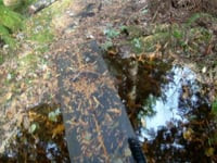Mud Mountain Rim Trail Extension