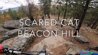 Scared Cat - Beacon Hill - Spokane, Washington...