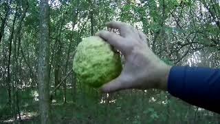 GIANT TALON 2 GREAT TRAIL RIDE DEEP IN THE WOODS