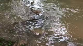 I saw this in the water morning mountain bike...