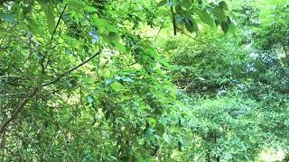 MTB first ride Cullinan Park trails part 2