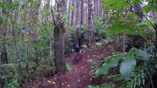 Spicer Forest Dual Use Trail, Wellington, NZ