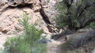Chukar
