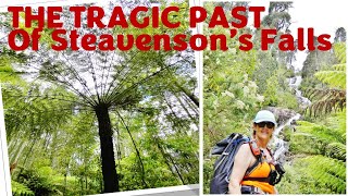 Tree Fern Gulley Track to Steavensons Falls...