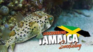 Enjoying The Life Underwater | Grand Bahia...