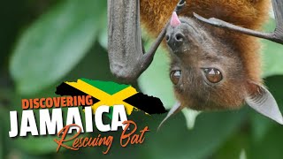Jamaican Injured Bat | Jamaica Vlog | Vancity...