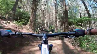 Te Poaka - The Redwoods 4.2.24