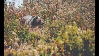 Dont watch this its not a bear attack.