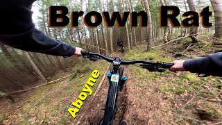 Brown Rat - Aboyne 2024