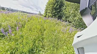 2017 06 25 Løkenskogen part 1 -  Gjennom...