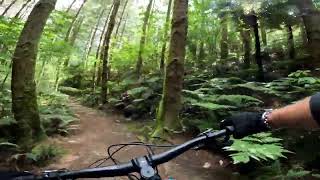 Paddy's Run - Redwoods 24.2.24
