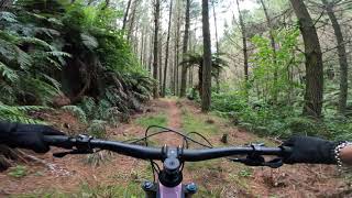 Piglet - Redwoods 24.2.24
