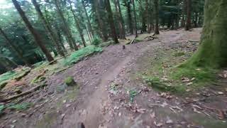 Mr Rooty @ The Forest Of Dean