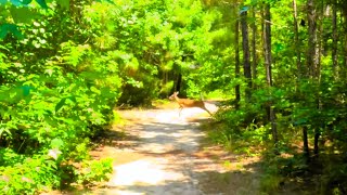 Exploring Park Preserve Trail (of Smith Creek...