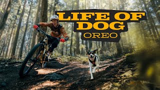 THOUGHTS OF A TRAIL DOG  |  Oreo & Jasper...