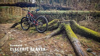 Electric Beaver | Dunkeld | (Scotland March 2024)