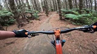 Te Poaka @ Whakarewarewa Forest. Rotorua