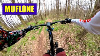 Le Nostre Strade - Muflone (Pasquilio) - 2024
