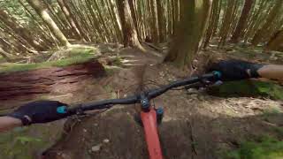 B-Line - Woodlot