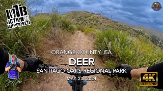 MTB Riding Deer At The Oaks, May 23, 2024 #deer