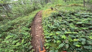 3 Bears (Bracken) - June 1st 2024