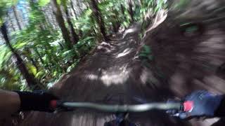 Eagle vs Shark Whakarewarewa Forest Rotorua NZ...