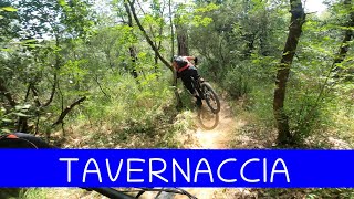 MTB Roveta 08.06.2024 sentiero TAVERNACCIA /...