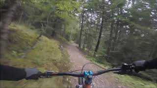 Whitetail - Fundy National Park