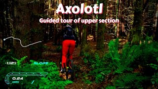 Axolotl upper