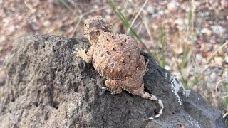 Phat Fun In The High Desert of NM