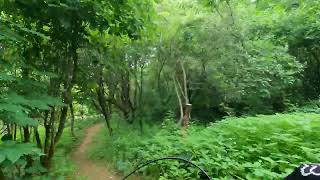 La forêt de l Abbaye - Pente côte  suivi de...