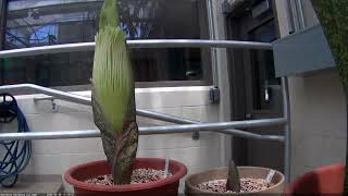 Successive double flowering of the Gemini...