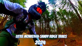 Little Monkey 2024
