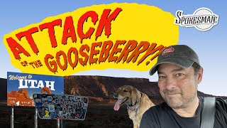 Attack of the Gooseberry