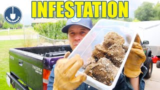 Tacoma Restoration Part 1 - Massive Wasp...
