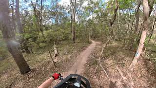 Daisy Hill MTB trails - Koala