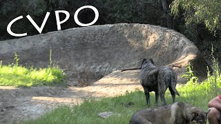 CVPO TRAILS