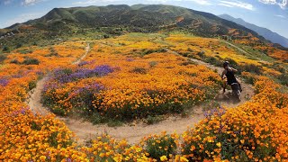 CALIFORNIA'S SUPERBLOOM vs DIRTBIKES