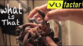 ARE YOU REALLY EATING THAT?! VU FACTOR